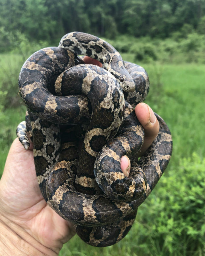 Eastern Milk Snakes